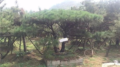 山東徐曉華 苗木未來的發(fā)展還是需要夯實的產(chǎn)品質量基礎