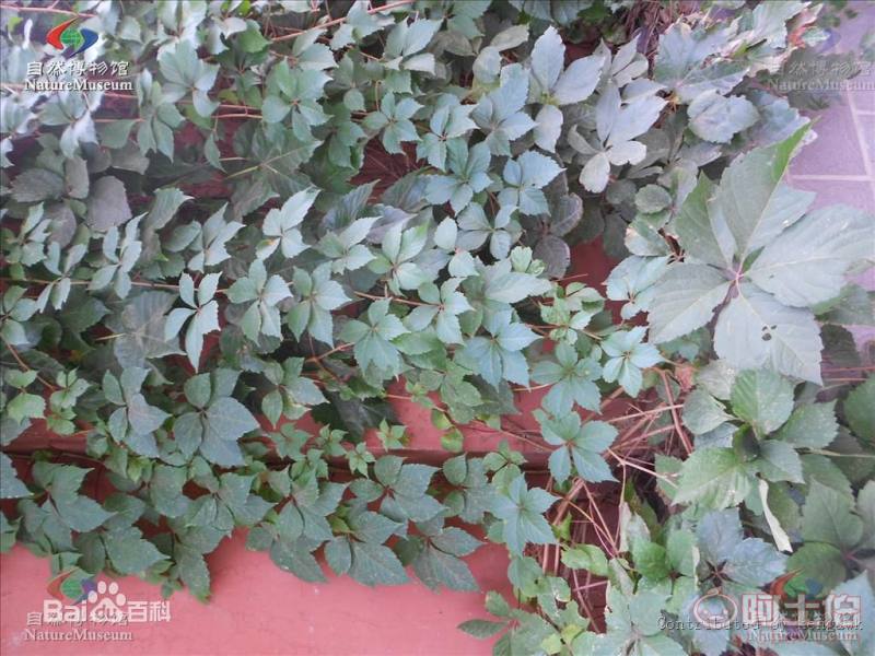 【遼寧五葉/三葉地錦 爬山虎小苗 新疆爬山虎 內蒙三葉地錦哪里買】002,價格,廠家,供應商,花木,開原市富春苗木經(jīng)銷處 - 產(chǎn)品庫
