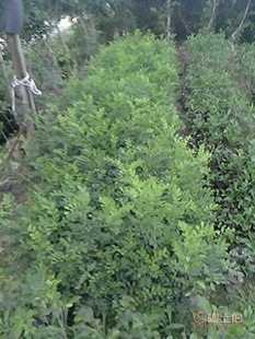 廠家直供七里香苗木盆栽花卉：九里香木香花苗，優質園林綠化工程苗木