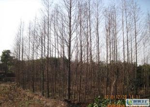 合肥優質水杉苗木供應，綠化工程優選，規格齊全直達世界工廠網