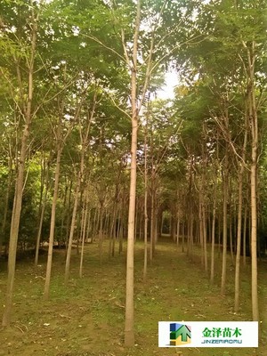 千頭椿苗木的南北種植熱土 遼寧、山西、山東及河北保定博野金澤基地