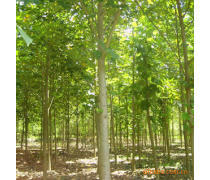 軒都苗木基地直銷優質馬褂木（鵝掌楸）樹苗，量大優惠，綠化優選