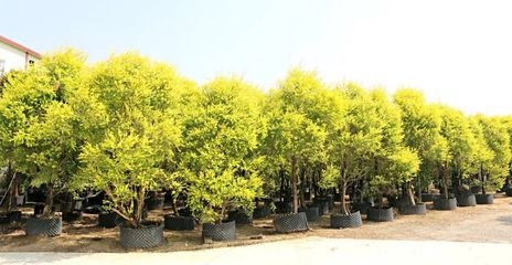 行情回暖，機遇與挑戰并存——深度解析苗木市場新趨勢與苗圃發展策略